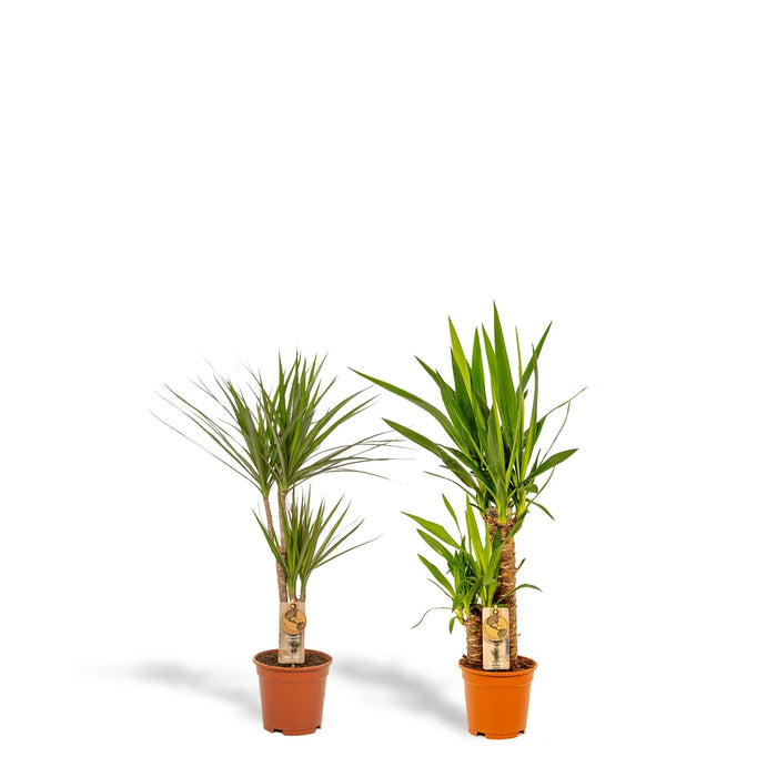 Yucca, Dracaena, Duo Di Piante H90Cm