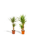 Yucca, Dracaena, Duo Di Piante H90Cm