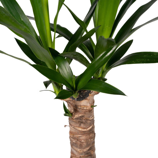 Yucca H40Cm