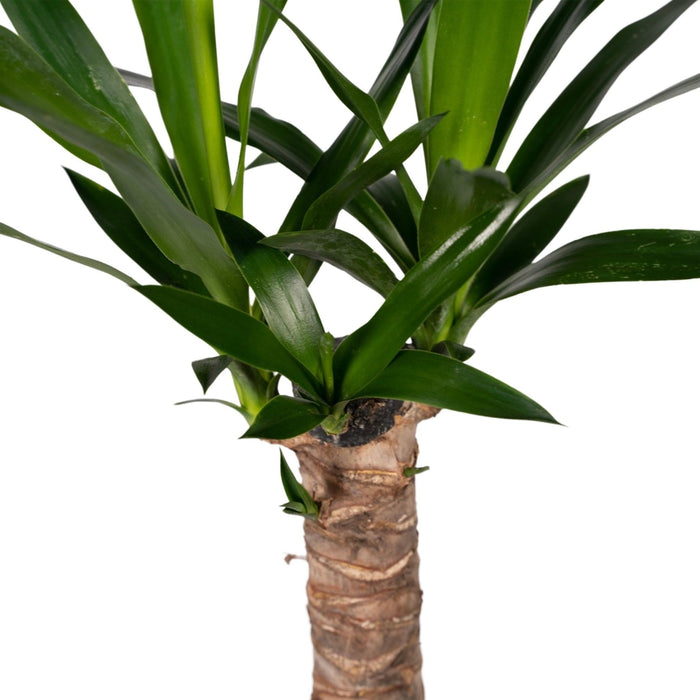 Yucca H40Cm