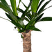 Yucca H40Cm