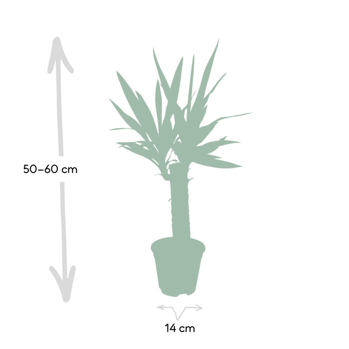 Yucca H40Cm