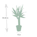 Yucca H40Cm