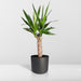 Yucca H40Cm