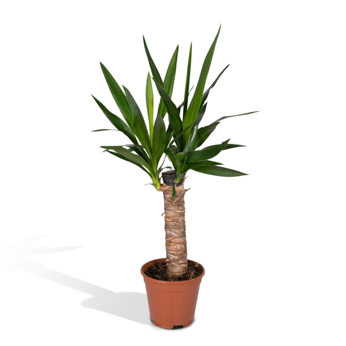 Yucca H40Cm
