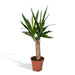 Yucca H40Cm