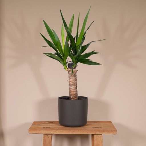 Yucca H40Cm