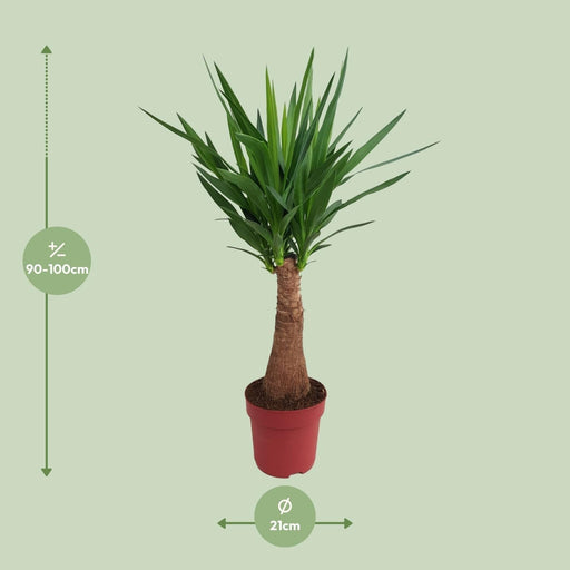 Yucca "Albero Maya" 40Stam P21 - Ø21Cm - ↕100Cm
