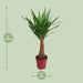 Yucca "Albero Maya" 40Stam P21 - Ø21Cm - ↕100Cm