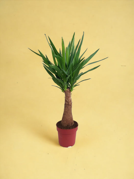 Yucca "Albero Maya" 40Stam P21 - Ø21Cm - ↕100Cm