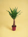 Yucca "Albero Maya" 40Stam P21 - Ø21Cm - ↕100Cm