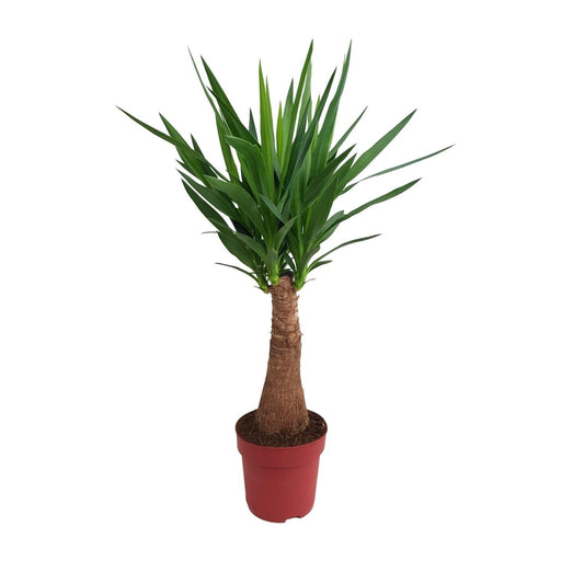 Yucca "Albero Maya" 40Stam P21 - Ø21Cm - ↕100Cm