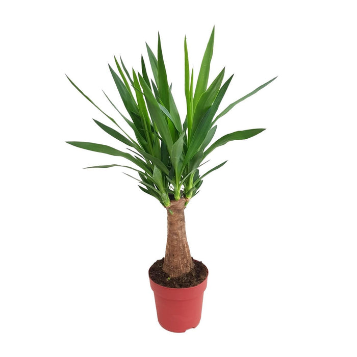 Albero Yucca Maya