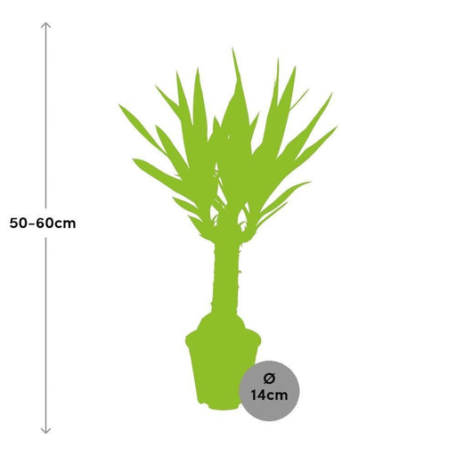Yucca: Piede Dell'elefante