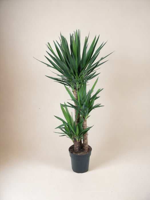 Yucca Del Piede Dell'elefante