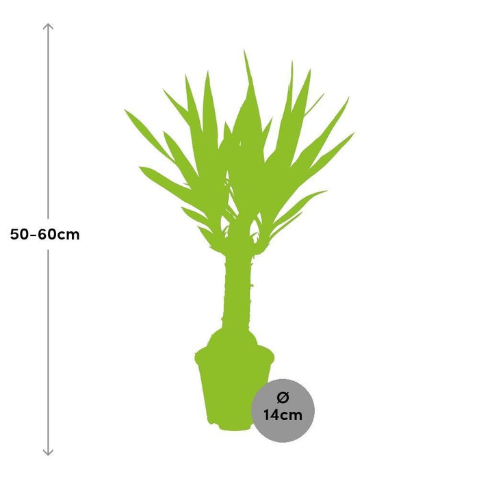 Yucca: Piede Dell'elefante
