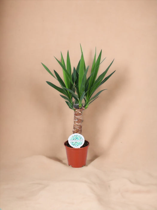 Yucca: Piede Dell'elefante