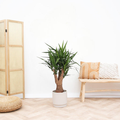 Yucca Del Piede Dell'elefante