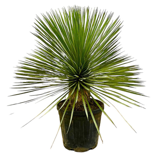 Yucca Rostrata