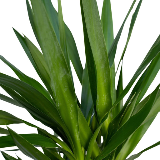 Yucca Xl H100.0Cm