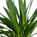 Yucca Xl H100.0Cm
