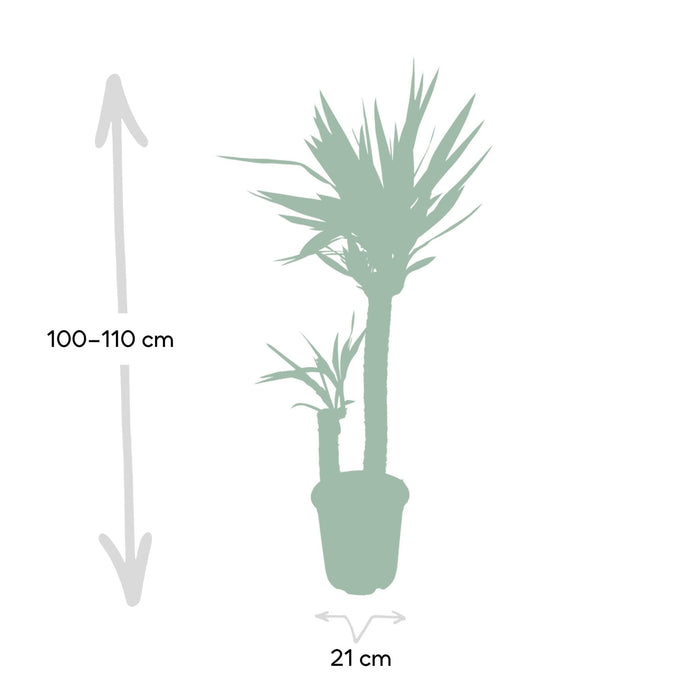 Yucca Xl H100.0Cm