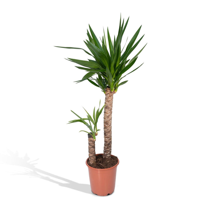 Yucca Xl H100.0Cm