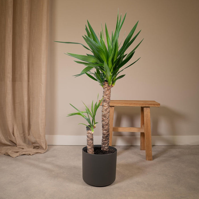 Yucca Xl H100.0Cm