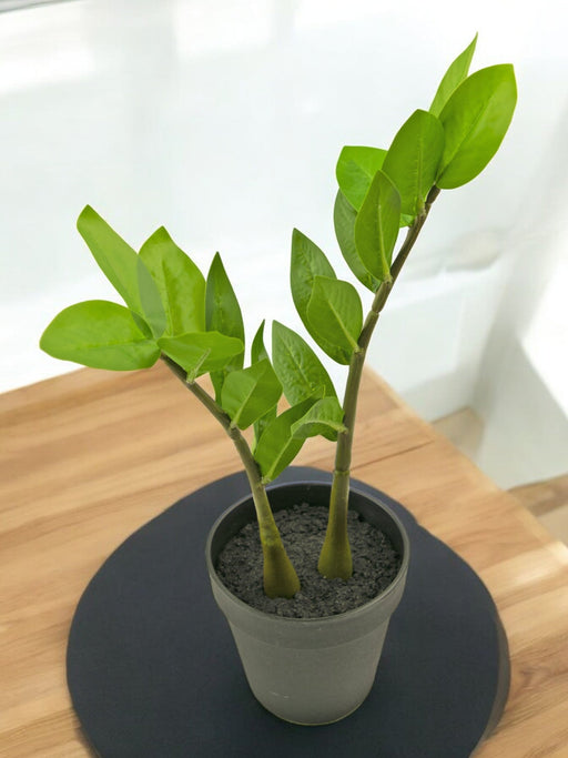 Zamioculcas - Pianta Verde Artificiale
