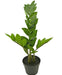 Zamioculcas - Pianta Verde Artificiale