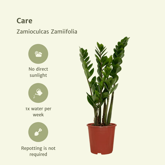 Zamioculcas Zamiifolia - Set Di 2