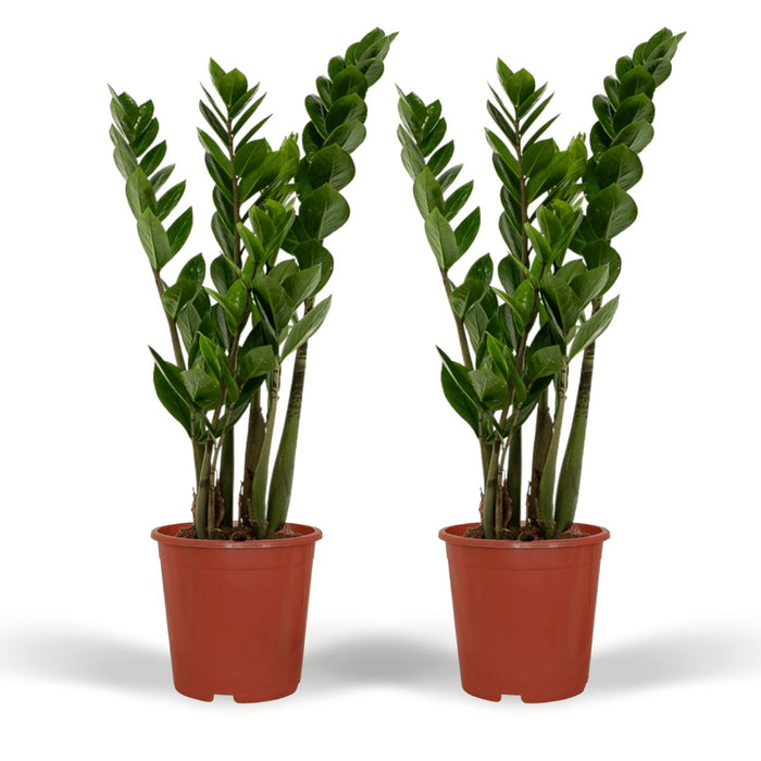 Zamioculcas Zamiifolia - Set Di 2