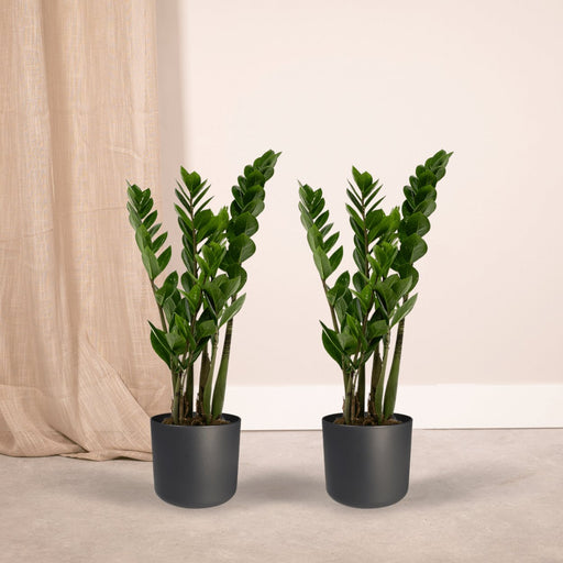 Zamioculcas Zamiifolia - Set Di 2