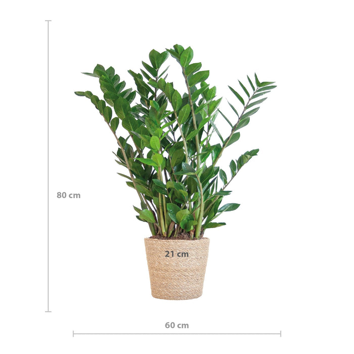 Zamioculcas Zamiifolia E Il Suo Vaso