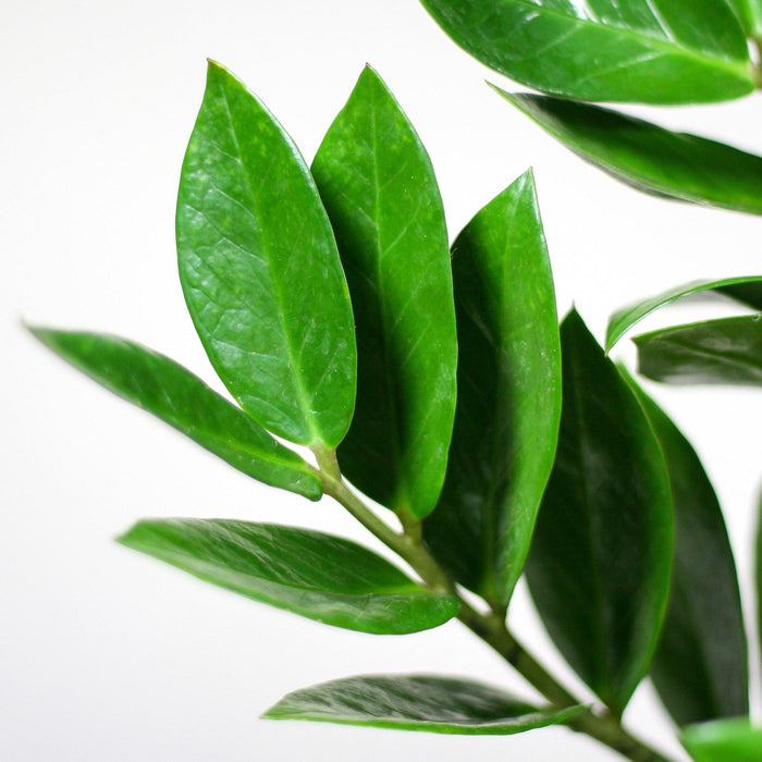 Zamioculcas Zamiifolia E Il Suo Vaso