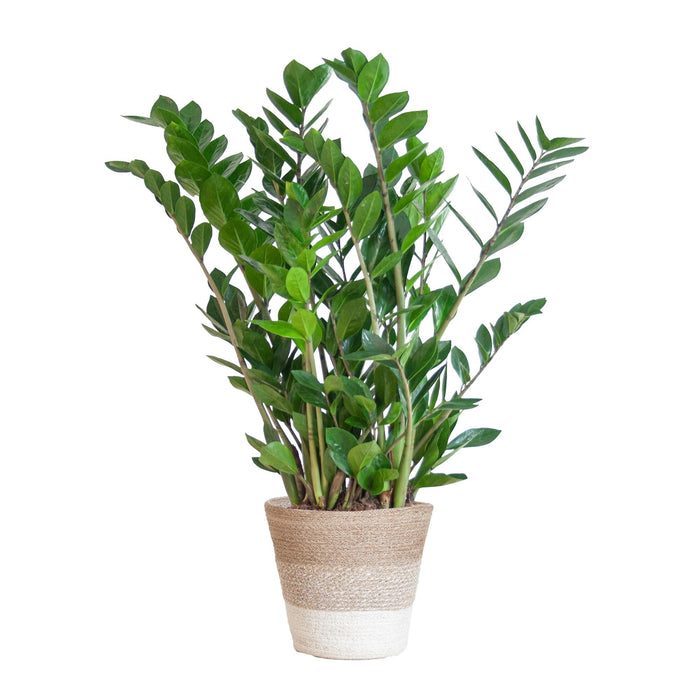 Zamioculcas Zamiifolia E Il Suo Vaso