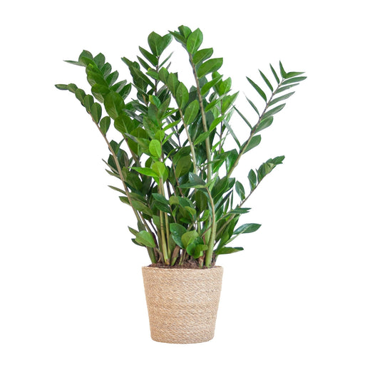 Zamioculcas Zamiifolia E Il Suo Vaso