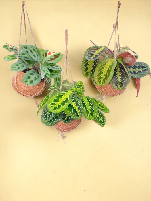 Scatola - 3 Kokodama Maranta