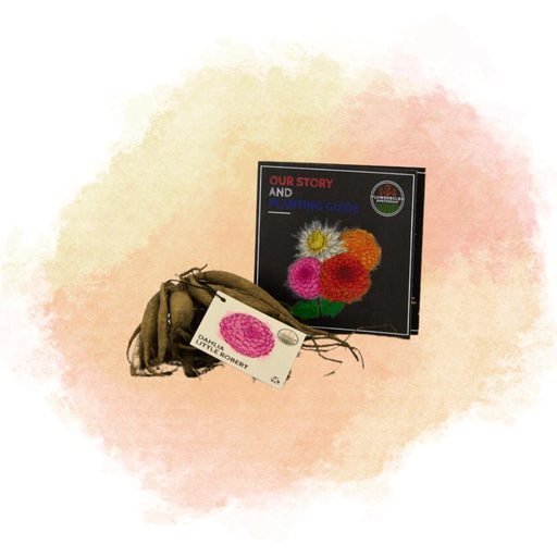 Dahlia Little Robert Petali Rotondi E Ricci - Scatola Da 12 Bulbi