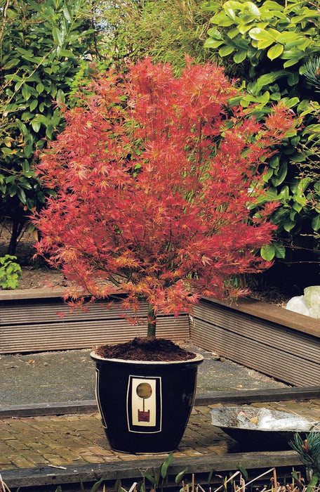 Acero Giapponese - Acer 'Wilson'S Pink Dwarf' - ↨40Cm - Ø19Cm - Esterno