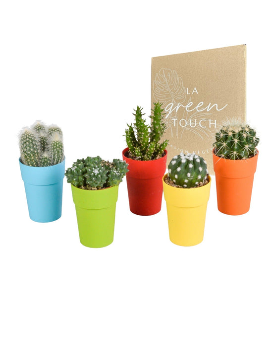 Mix Di 5 Cactus E I Loro Vasi Per Piante Colorati H16Cm